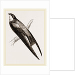 Long-winged Swift by Anonymous