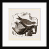 Esculent Swallow and Nest by Anonymous