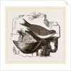 Esculent Swallow and Nest by Anonymous