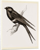White-banded Swallow by Anonymous