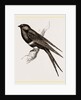 White-banded Swallow by Anonymous