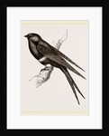 White-banded Swallow by Anonymous