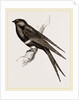 White-banded Swallow by Anonymous