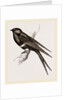 White-banded Swallow by Anonymous