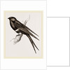White-banded Swallow by Anonymous