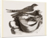 Esculent Swallow and Nest by Anonymous