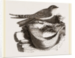 Esculent Swallow and Nest by Anonymous