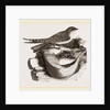 Esculent Swallow and Nest by Anonymous