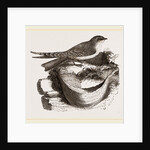 Esculent Swallow and Nest by Anonymous