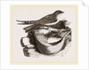 Esculent Swallow and Nest by Anonymous