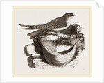 Esculent Swallow and Nest by Anonymous