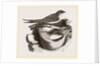 Esculent Swallow and Nest by Anonymous