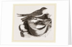 Esculent Swallow and Nest by Anonymous