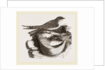 Esculent Swallow and Nest by Anonymous