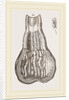 Glands of Stomach in Birds by Anonymous