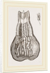 Glands of Stomach in Birds by Anonymous