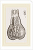 Glands of Stomach in Birds by Anonymous