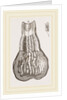 Glands of Stomach in Birds by Anonymous