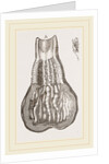 Glands of Stomach in Birds by Anonymous