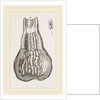 Glands of Stomach in Birds by Anonymous