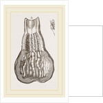 Glands of Stomach in Birds by Anonymous