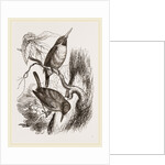 Green Todies by Anonymous