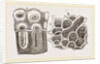 Glands of Stomach in Birds by Anonymous