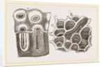 Glands of Stomach in Birds by Anonymous
