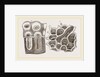 Glands of Stomach in Birds by Anonymous