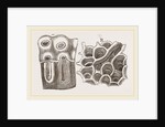 Glands of Stomach in Birds by Anonymous