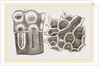 Glands of Stomach in Birds by Anonymous