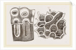 Glands of Stomach in Birds by Anonymous