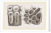 Glands of Stomach in Birds by Anonymous
