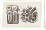 Glands of Stomach in Birds by Anonymous