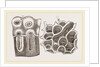 Glands of Stomach in Birds by Anonymous