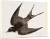 American Barn-Swallow by Anonymous