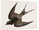 American Barn-Swallow by Anonymous