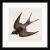 American Barn-Swallow by Anonymous