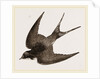 American Barn-Swallow by Anonymous