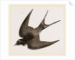 American Barn-Swallow by Anonymous