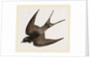 American Barn-Swallow by Anonymous
