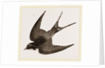 American Barn-Swallow by Anonymous