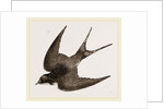 American Barn-Swallow by Anonymous