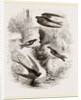 British Swallows by Anonymous