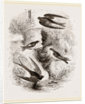 British Swallows by Anonymous