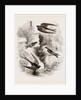 British Swallows by Anonymous