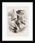 British Swallows by Anonymous