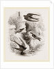 British Swallows by Anonymous