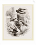 British Swallows by Anonymous