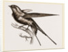 Swallow of Palestine by Anonymous